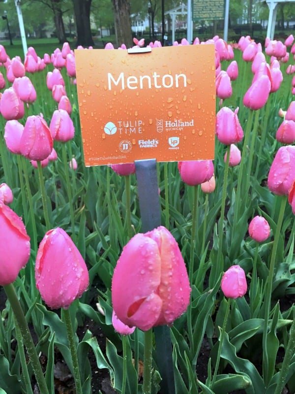 Menton tulips in Holland, Michigan. It's tulip time!