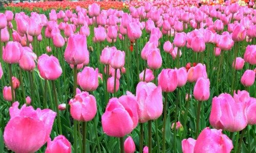 Tulip festival, Holland, Michigan