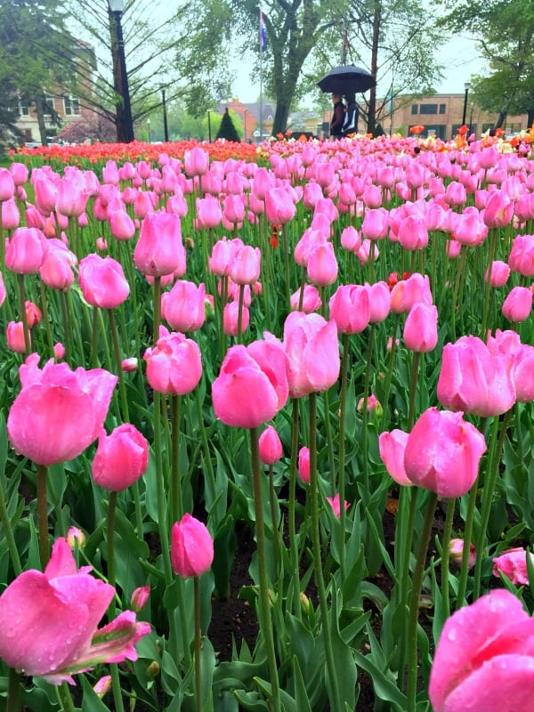 A Day Trip To Holland Michigan: Tulips, Beaches, And Big Red Lighthouse