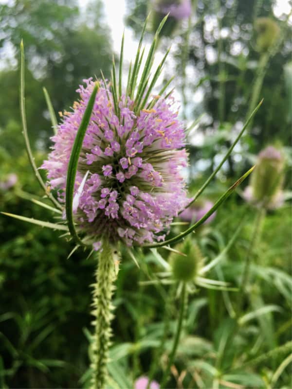 Thistle-type wildflower in Chain O' Lakes State Park, Indiana.