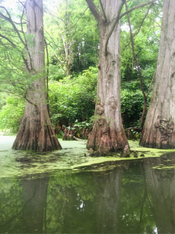 Trees in the water of Chain O' Lakes State Park, Indiana.