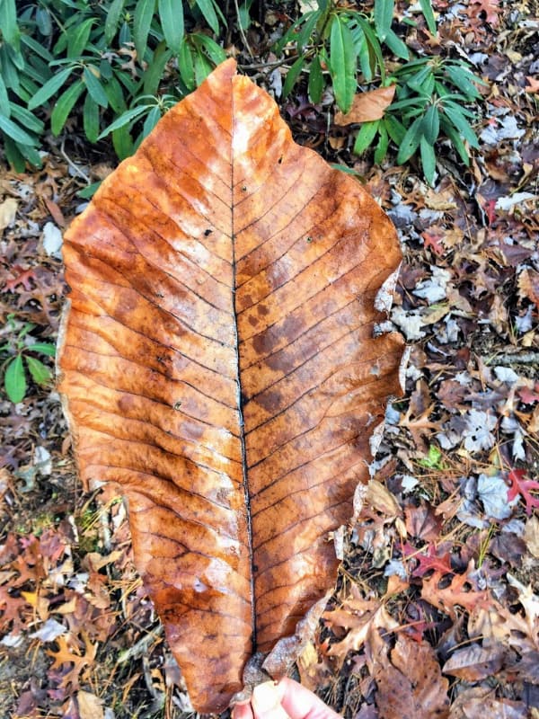 Huge leaf found in the fall on the trails of the Red River Gorge.