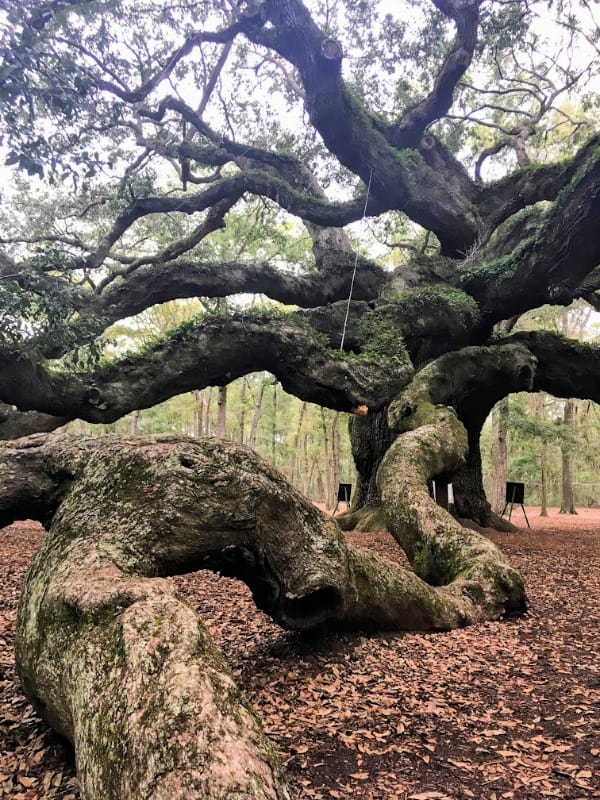 Places In Charleston, SC You Need To Explore: Angel Oak Tree