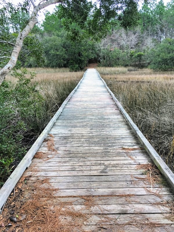 Places In Charleston, SC You Need To Explore: Francis Marion National Forest