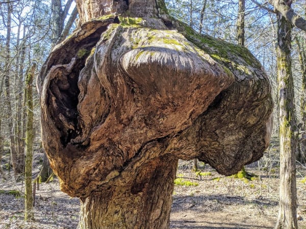 Knucklehead--an old growth oak on the limestone sinks trail in Cedar of Lebanon State Park.