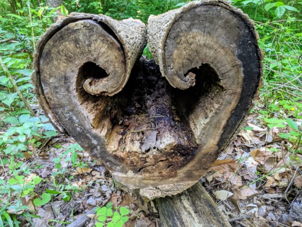 Heart-shaped log in Brown County State Park, Indiana.