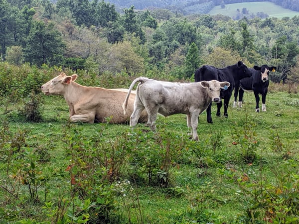 Blue Ridge Parkway Virginia Hikes: Cows on the Rock Castle Gorge Loop Trail