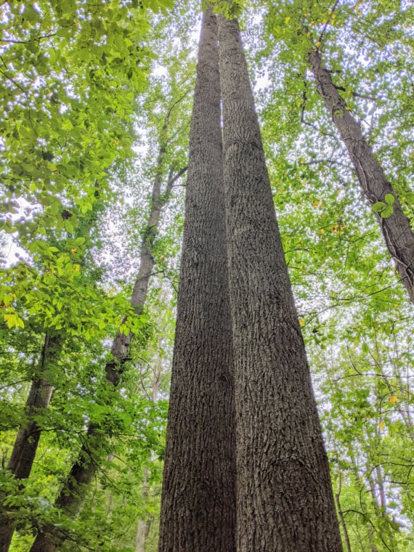 Blue Ridge Parkway Virginia Hikes: Trees on the Smart View Loop Trail