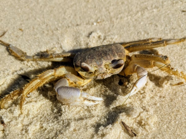 A crab found on the Pensacola bay side of Fort Pickens Area. 