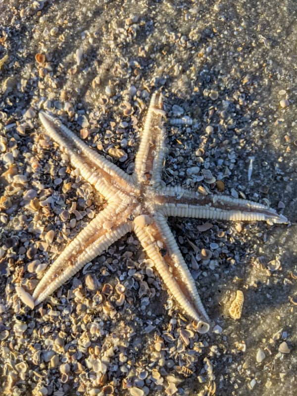 A starfish found on the Pensacola bay side of Fort Pickens, Florida.
