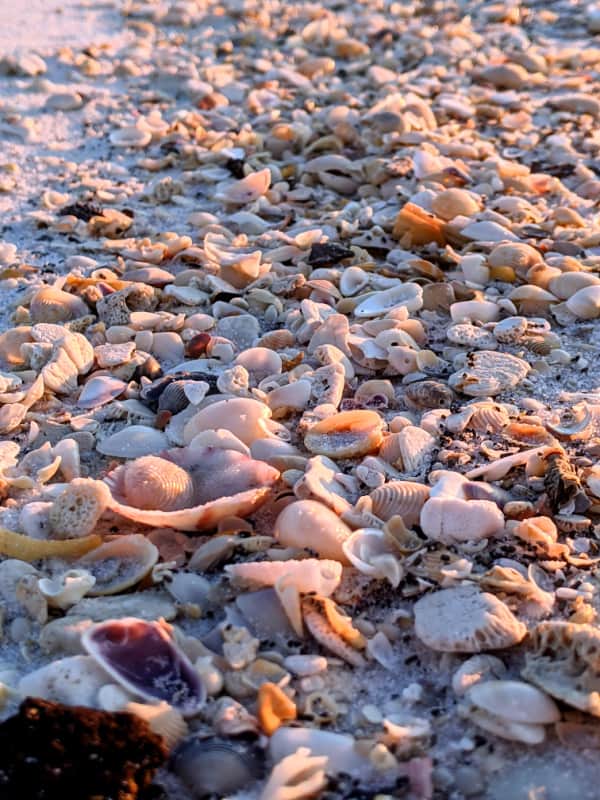 Hundreds of shells along the gulf side of Fort Pickens. 