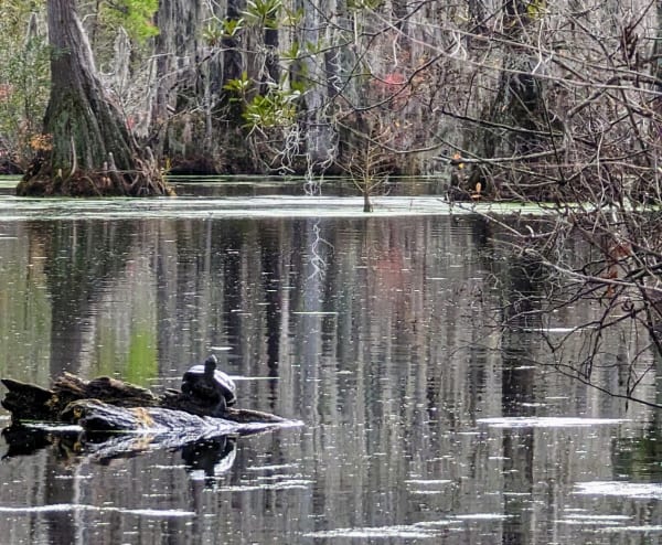 A turtle on a log in Merchants Millpond, NC. 