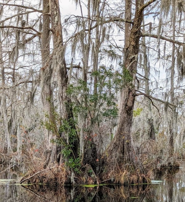 Spanish Moss growing on the trees in Merchants Millpond, NC. 