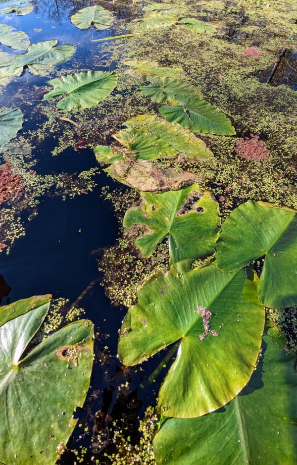 Lillypads and duckweed on the surface of Merchants Millpond, NC. 