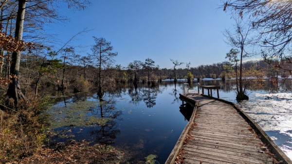 The boat launch for rented canoes at Merchants Millpond State Park in North Carolina. 