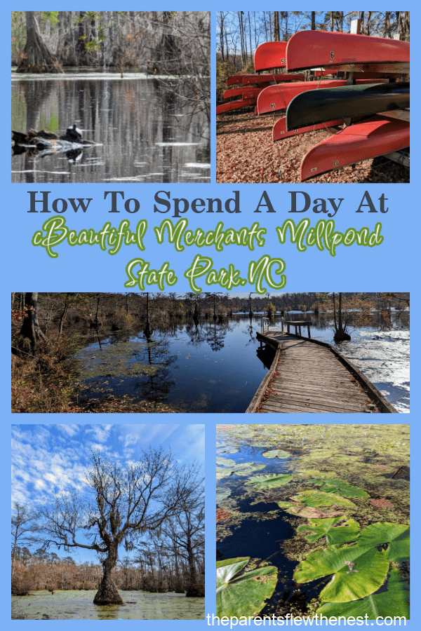 How To Spend A Day At Beautiful Merchants Millpond State Park, NC