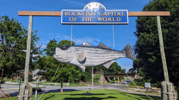 Giant Rockfish in Weldon, NC.