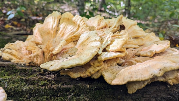 Chicken Of The Woods, found along the Low Gap trail, Morgan-Monroe State Forest, Indiana.
