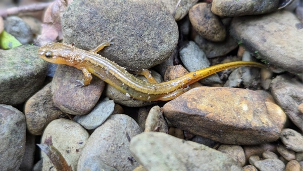 Salamander, Morgan-Monroe State Forest, Indiana. 