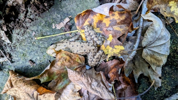 Frog, Low Gap Trail, Morgan-Monroe State Forest, Indiana.