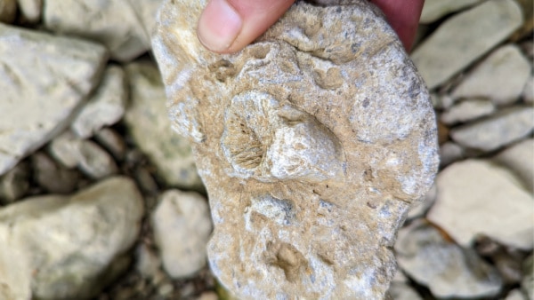 Fossils found at Hanover College | Hanover, Indiana