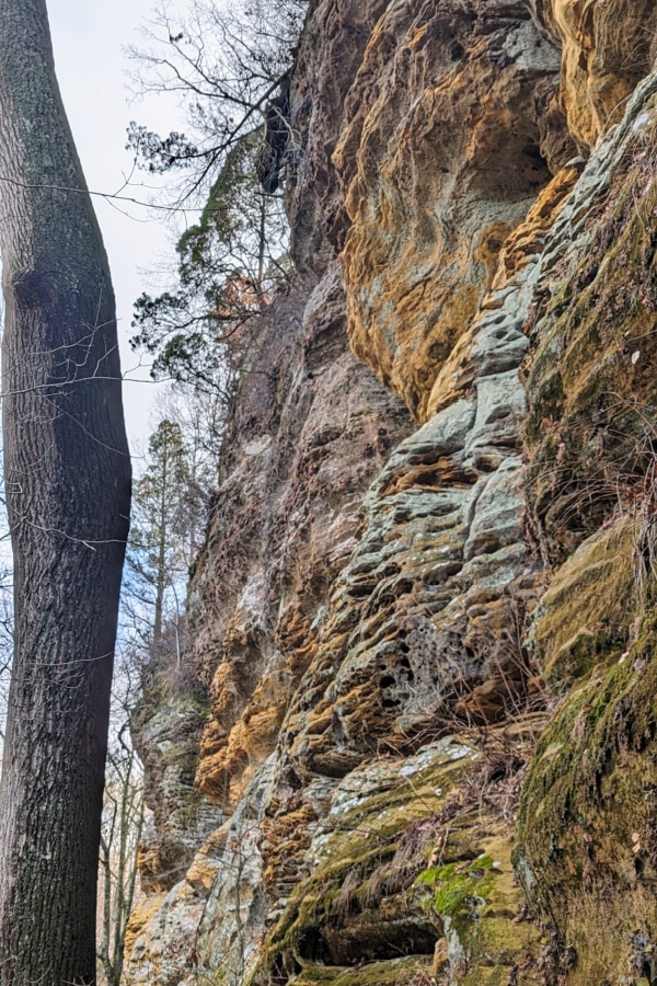 The golden hue of the rocks at Jeffreys Cliffs Conservation & Recreation Area, Kentucky. 