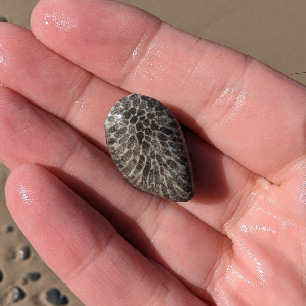 A Charleviox Stone that we found at Fisherman's Island State Park, Michigan